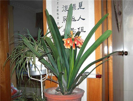 君子兰的种类，常见的分为垂笑和大花这两种